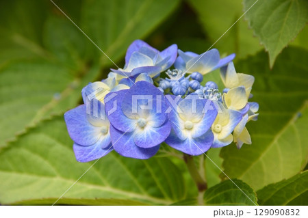 天空の農園の紫陽花 129090832