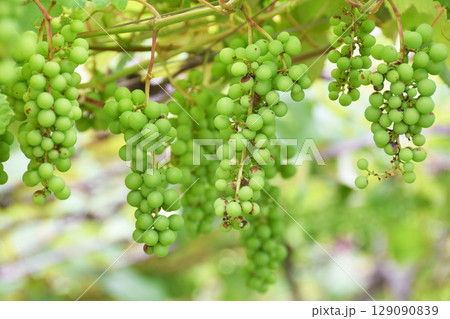 天空の農園のスチューベン 129090839