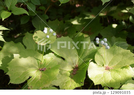 朝日連峰以東岳 129091035