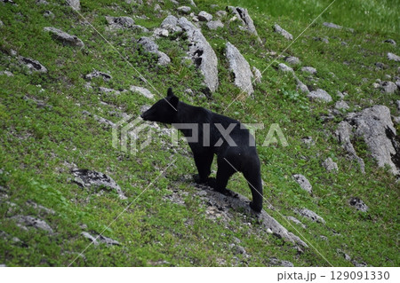 ツキノワグマ 129091330
