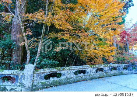 秋の日吉大社　大宮橋 129091537