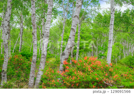【八千穂高原】白樺群生地【佐久穂町】 【八千穂高原】白樺群生地【佐久穂町】 129091566