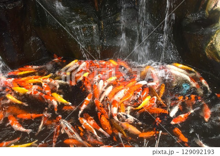 fancy carp fish swimming and playing waterfall in pond fancy carp fish swimming and playing waterfall in pond 129092193