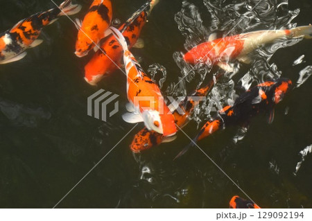 fancy carp fish swimming and playing waterfall in pond fancy carp fish swimming and playing waterfall in pond 129092194