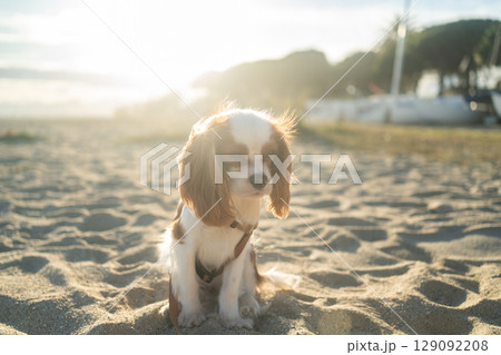A cute Cavalier King Charles Spaniel puppy sitting on a sandy beach during sunset. The soft sunlight creates a warm and peaceful atmosphere, perfect for themes of leisure, pets, and nature. A cute Cavalier King Charles Spaniel puppy sitting on a sandy beach during sunset. The soft sunlight creates a warm and peaceful atmosphere, perfect for themes of leisure, pets, and nature. 129092208
