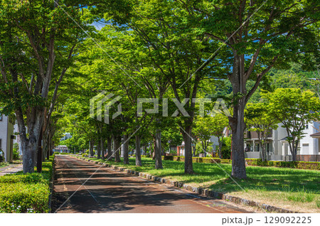 湖西線マキノ駅前の並木道　滋賀県高島市マキノ町 129092225