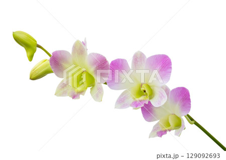 Beautiful pink and white orchid flower isolated on white background Beautiful pink and white orchid flower isolated on white background 129092693