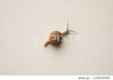 small snail on concrete floor close up 129092695