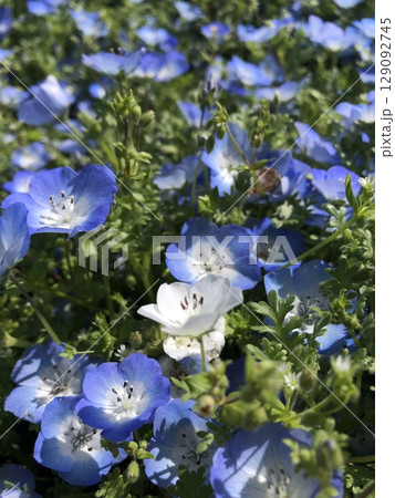 ネモフィラの青い花　　 *～*** Babyblueeyes ***～* 129092745