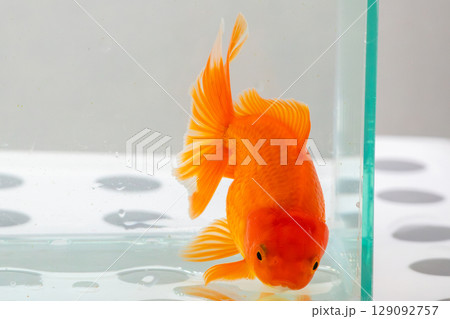 Oranda goldfish in aquarium fish tank close up 129092757