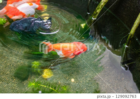 Goldfish in aquarium fish pond close up Goldfish in aquarium fish pond close up 129092763