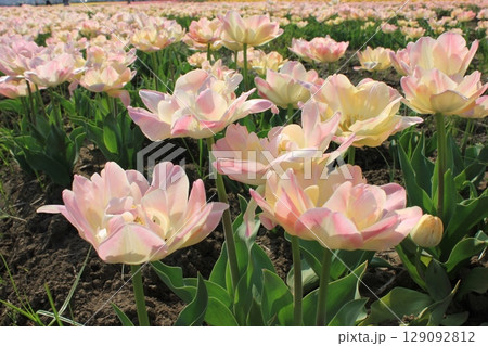 ～チューリップ～　　✿・✿・✿・アンジェリカ・✿・✿・✿ 129092812