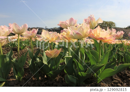 ～チューリップ～　　✿・✿・✿・アンジェリカ・✿・✿・✿ 129092815