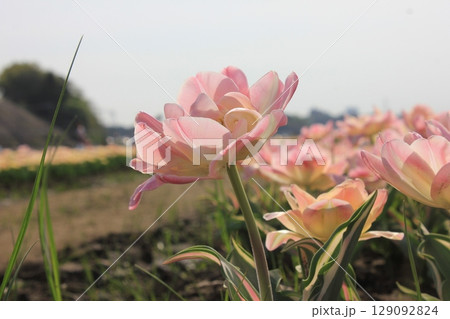 ~チューリップ~ ✿・✿・✿・アンジェリカ・✿・✿・✿ ~チューリップ~ ✿・✿・✿・アンジェリカ・✿・✿・✿ 129092824