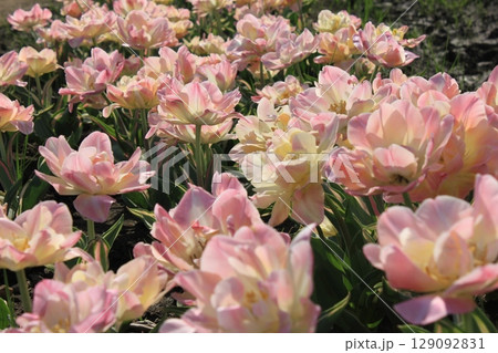 ~チューリップ~  ✿・✿・✿・アンジェリカ・✿・✿・✿ ~チューリップ~  ✿・✿・✿・アンジェリカ・✿・✿・✿ 129092831