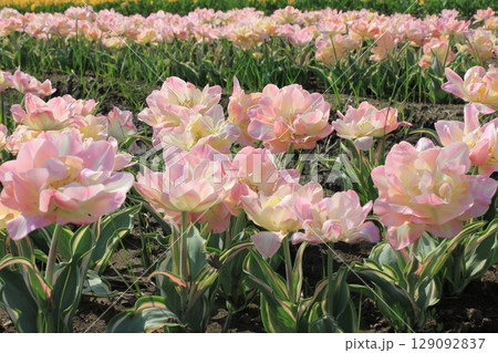 ~チューリップ~  ✿・✿・✿・アンジェリカ・✿・✿・✿ ~チューリップ~  ✿・✿・✿・アンジェリカ・✿・✿・✿ 129092837