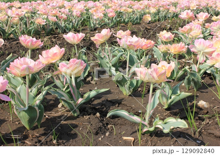 ～チューリップ～　　✿・✿・✿・アンジェリカ・✿・✿・✿ 129092840