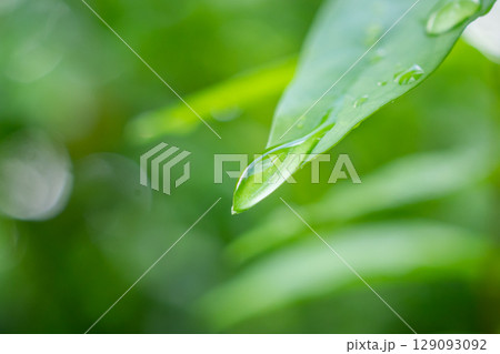 rain water drop on green leaf closeup natural background 129093092
