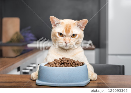 A Burmese cat sits by a bowl of food at the kitchen table. A Burmese cat sits by a bowl of food at the kitchen table. 129093365