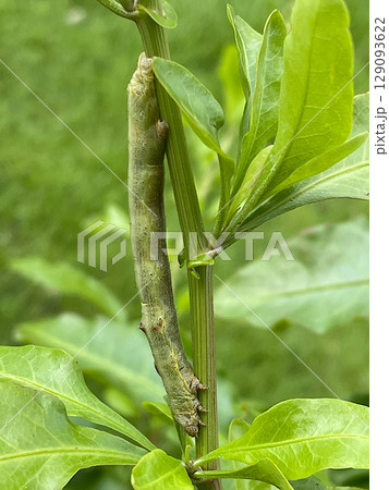 ルリマツリの茎に擬態するヨモギエダシャクの幼虫 129093622