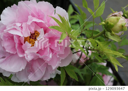 牡丹　　～ ～ ✿ぼたん✿～ ～  129093647