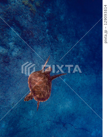 青い海を泳ぐウミガメ 青い海を泳ぐウミガメ 129093814