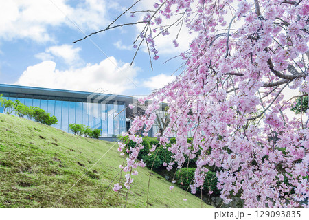 尾道市 千光寺公園のサクラ（広島） 129093835