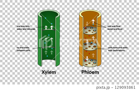 illustration of biology, Xylem vessel and Phloem vessel, Transport in plants, Xylem moves water from roots to the leaves, and phloem moves food from the leaves to the rest of the plant 129093861