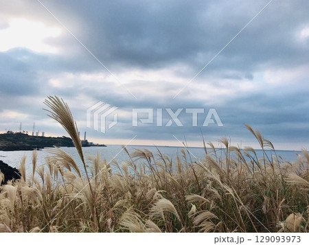 Golden reeds sway gently by the sea under a dramatic sky. A serene coastal view with natures peaceful rhythm in every breeze. Golden reeds sway gently by the sea under a dramatic sky. A serene coastal view with natures peaceful rhythm in every breeze. 129093973