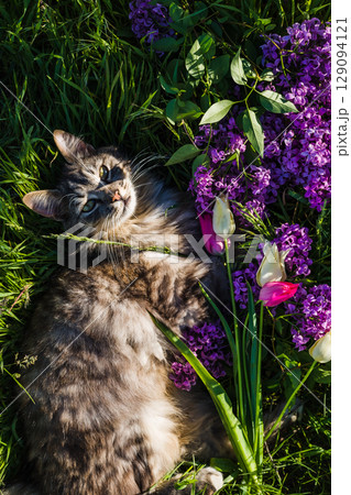 Fluffy cat lounges peacefully in a bed of green grass, surrounded by purple lilacs and tulips, enjoying the sunshine. Fluffy cat lounges peacefully in a bed of green grass, surrounded by purple lilacs and tulips, enjoying the sunshine. 129094121