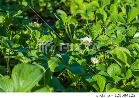 Close-up of vibrant strawberry plants with white blossoms flourishing under the sun. 129094122