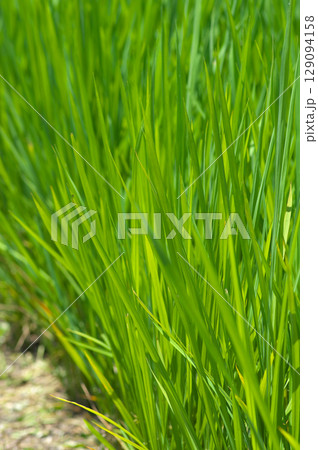 初夏の陽射を浴びる稲 初夏の陽射を浴びる稲 129094158