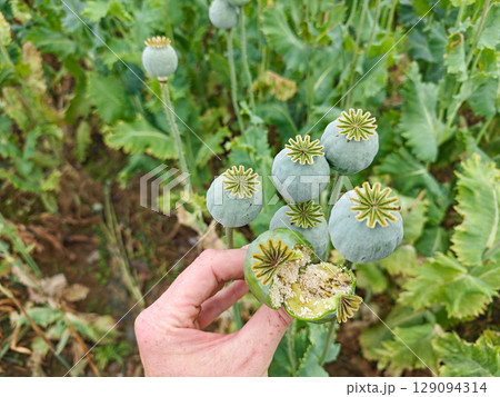 Open poppy head with white seeds in fengers. Hand hold Open poppy head with white seeds in fengers. Hand hold 129094314