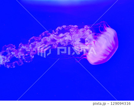 Sea jellyfish swim through a lit aquarium. The hat and tentacles 129094316