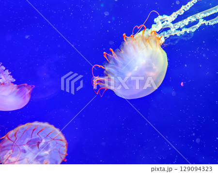 Sea jellyfish swim through a lit aquarium. The hat and tentacles Sea jellyfish swim through a lit aquarium. The hat and tentacles 129094323