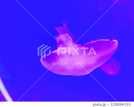 Sea jellyfish swim through a lit aquarium. The hat and tentacles 129094333