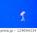 Sea jellyfish swim through a lit aquarium. The hat and tentacles 129094334