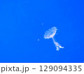 Sea jellyfish swim through a lit aquarium. The hat and tentacles 129094335