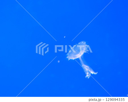 Sea jellyfish swim through a lit aquarium. The hat and tentacles Sea jellyfish swim through a lit aquarium. The hat and tentacles 129094335