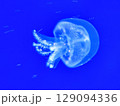 Sea jellyfish swim through a lit aquarium. The hat and tentacles 129094336