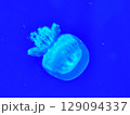 Sea jellyfish swim through a lit aquarium. The hat and tentacles 129094337