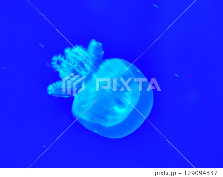 Sea jellyfish swim through a lit aquarium. The hat and tentacles 129094337