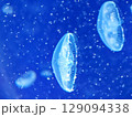 Sea jellyfish swim through a lit aquarium. The hat and tentacles 129094338