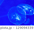 Sea jellyfish swim through a lit aquarium. The hat and tentacles 129094339