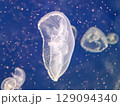 Sea jellyfish swim through a lit aquarium. The hat and tentacles 129094340