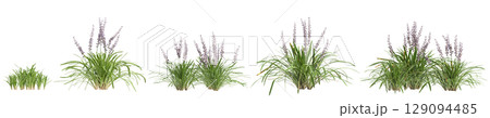 3d illustration of set bush Liriope muscari variegata isolated on black background 129094485