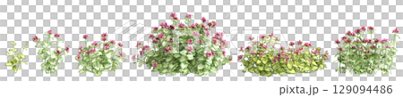 3d illustration of set bush Lamium maculatum isolated on black background 129094486