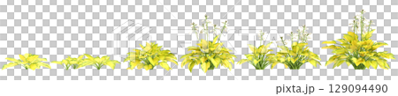 3d illustration of set bush Hosta rainforest sunrise isolated on black background 129094490