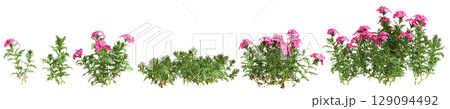 3d illustration of set bush glandularia tenera isolated on black background 129094492