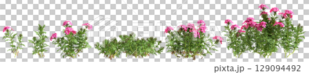 3d illustration of set bush glandularia tenera isolated on black background 129094492